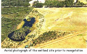 Aerial photograph of the wetland site prior to revegetation