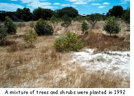 A mixture of trees and shrubs