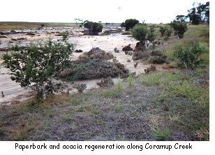 Paperbarks and acacias have started to regenerate along Coramup Creek