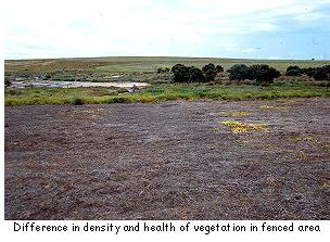 Paddy has noticed a big difference in the density and health of the vegetation between fenced and unfenced areas