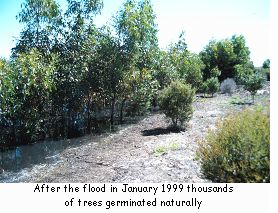 After the flood in January 1999 thousands of trees germinated naturally