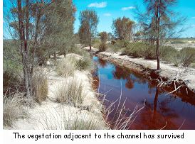 The vegetation adjacent to the channel has survived