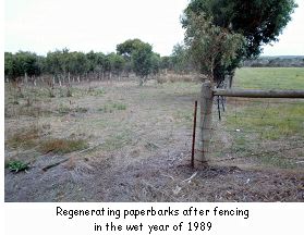 Regenerating paperbarks after fencing in the wet year of 1989