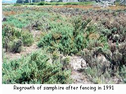 Regrowth of samphire after fencing in 1991