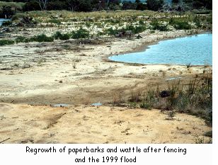 Regrowth of paperbarks and wattle after fencing and the 1999 flood