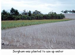 Sorghum was planted to use up water