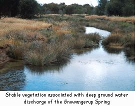 Stable vegetation associated with deep groundwater discharge of the Gnowangerup Spring