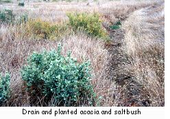 Drain and planted acacia and saltbush