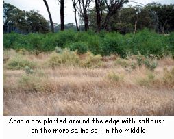 Acacia are planted around the edge with saltbush on the more saline soil in the middle