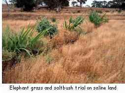 Elephant grass and saltbush trial on saline land