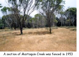 A section of Martaquin Creek was fenced in 1953