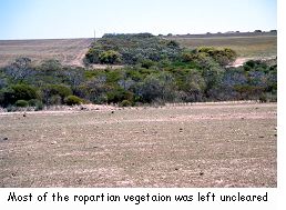 Most of the riparian vegetation was left uncleared