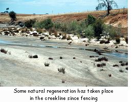 Some natural regeneration has taken place in the creekline since fencing