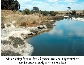 After being fenced for 18 years natural regeneration can be seen clearly in the creekbed