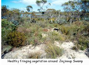 Healthy fringing vegetation around Jinjinnup Swamp