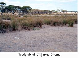 Floodplain of Jinjinnup Swamp