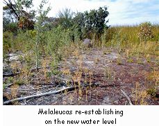 Melaleucas re-establishing on the new water level