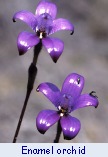 Enamel orchid