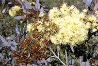 Eucalypt flowers