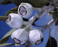 eucalyt buds